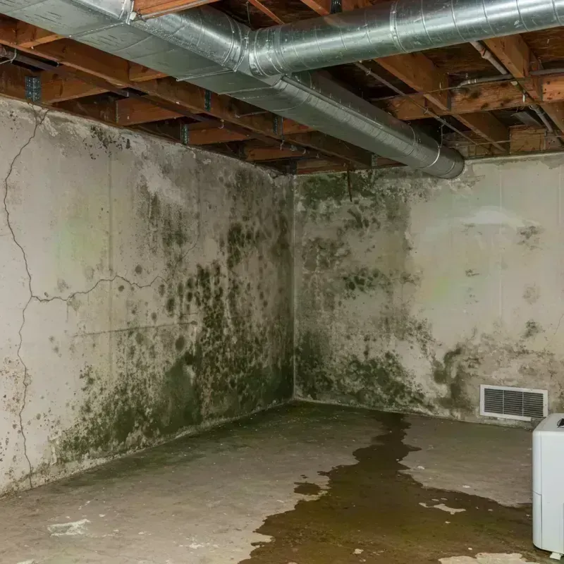 Professional Mold Removal in Aurora County, SD